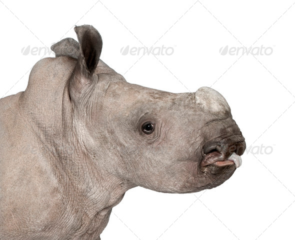 young White Rhinoceros or Square-lipped rhinoceros - Ceratotheri - Stock Photo - Images