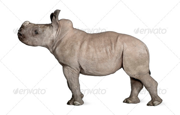 young White Rhinoceros or Square-lipped rhinoceros - Ceratotheri - Stock Photo - Images