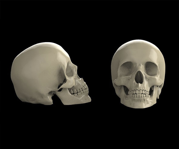 skull - 3Docean 25074908