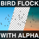 Bird Flock Flying - VideoHive Item for Sale