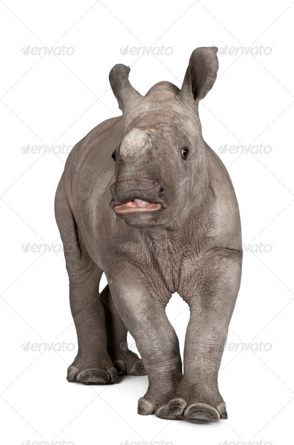 young White Rhinoceros or Square-lipped rhinoceros - Ceratotheri - Stock Photo - Images
