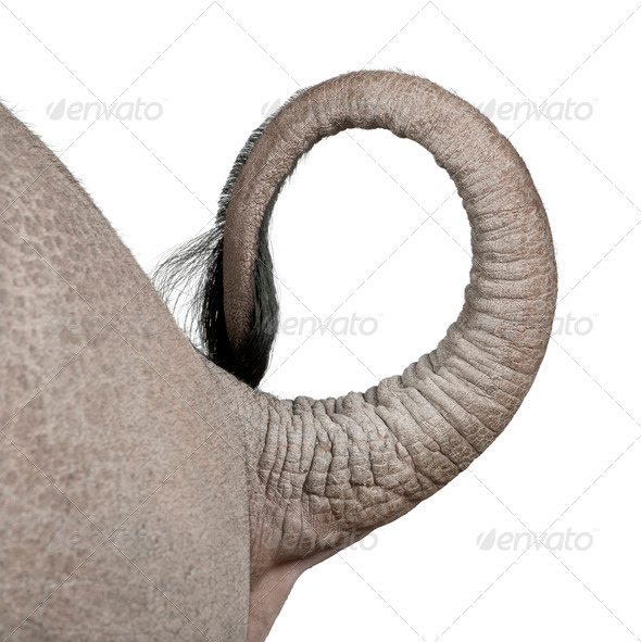 young White Rhinoceros or Square-lipped rhinoceros - Ceratotheri - Stock Photo - Images