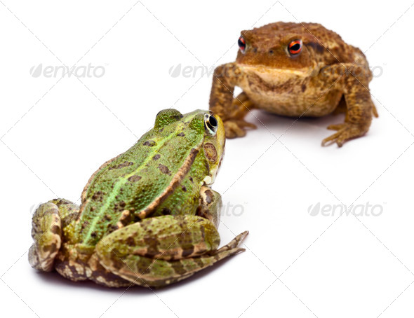 Common European frog facing a common toad  - Stock Photo - Images
