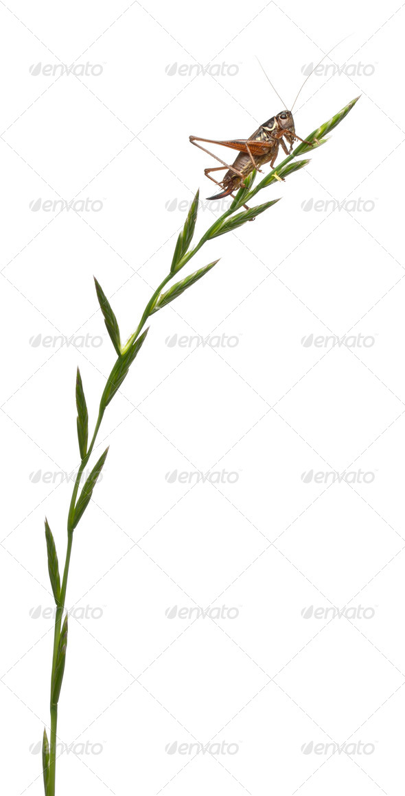Female Shield-back Katydid, Platycleis tessellata, climbing grass in front of white background - Stock Photo - Images