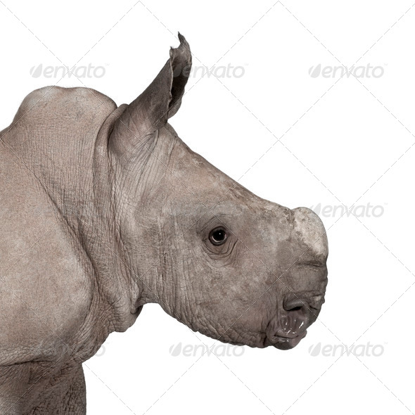 young White Rhinoceros or Square-lipped rhinoceros - Ceratotheri - Stock Photo - Images