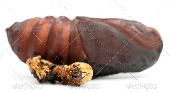 cockroach pupa