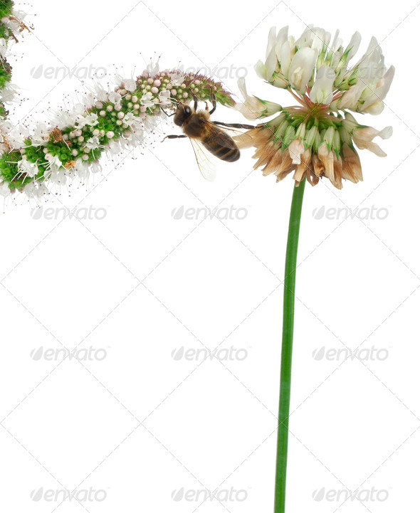 Female worker bee, Anthophora plumipes, on plant in front of white background - Stock Photo - Images