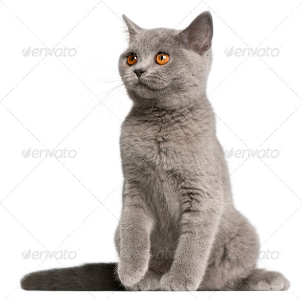 British Shorthair Kitten 3 Months Old Sitting In Front Of White