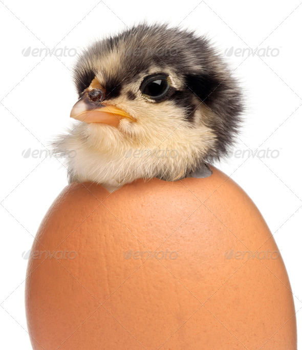 Chick, Gallus gallus domesticus, 3 days old, in egg in front of white background - Stock Photo - Images