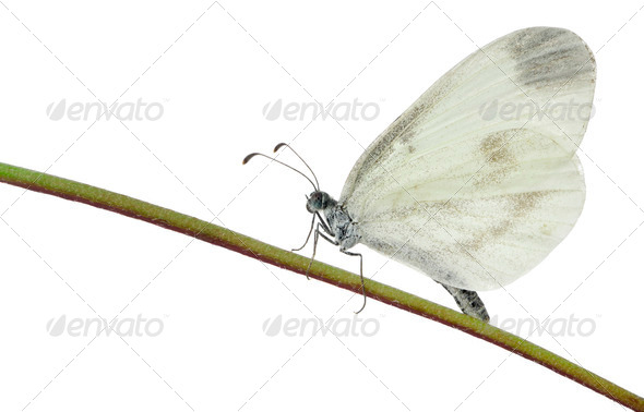 Wood White, Leptidea sinapis, on plant in front of white background - Stock Photo - Images
