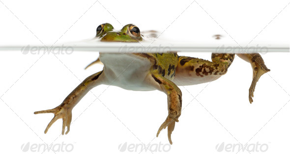 Edible Frog, Rana esculenta, in water in front of white background - Stock Photo - Images