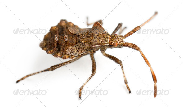 Dock bug, Coreus marginatus, species of squash bug, in front of white background