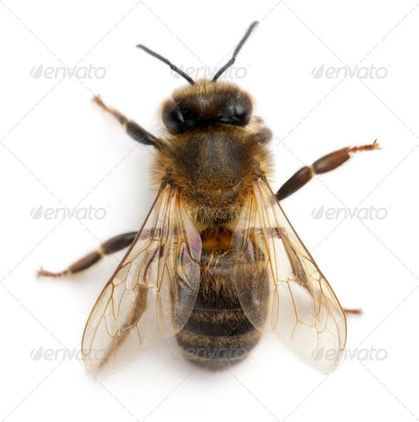 Female worker bee, Anthophora plumipes, in front of white background - Stock Photo - Images