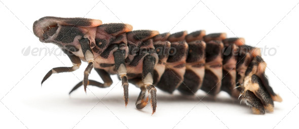 Common glow-worm of Europe, Lampyris noctiluca, in front of white background