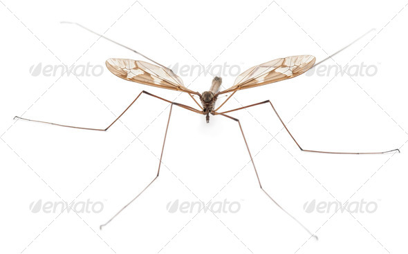 Crane fly or daddy long-legs, Tipula maxima, in front of white background - Stock Photo - Images