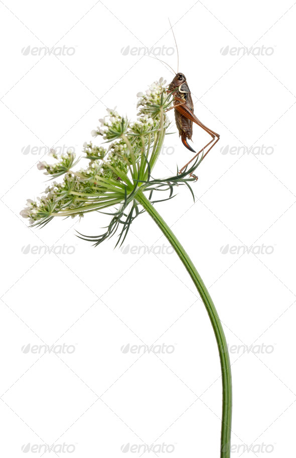 Female Shield-back Katydid, Platycleis tessellata, climbing flower in front of white background - Stock Photo - Images