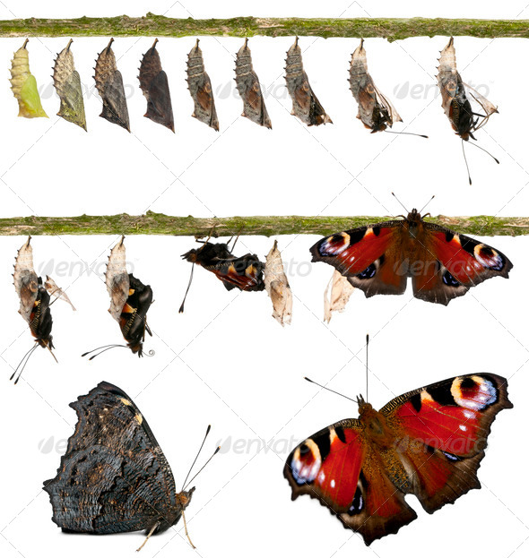 Composite of Peacock butterfly, Inachis io, emerging from its chrysalis - Stock Photo - Images