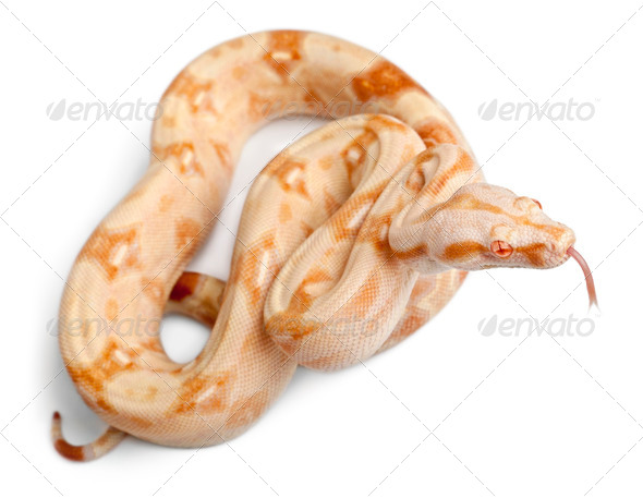 Albinos Boa constrictor, Boa constrictor, 2 months old, in front of white background - Stock Photo - Images
