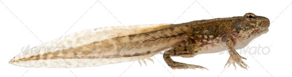 Edible Frog, Rana esculenta, around 12 weeks old after hatching, in front of white background - Stock Photo - Images