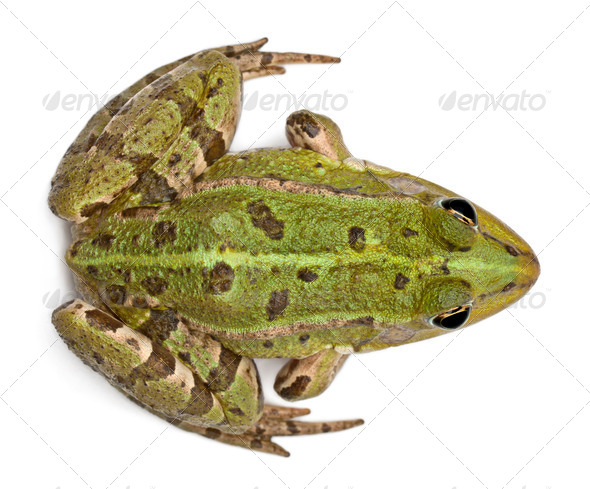 High angle view of Common European frog or Edible Frog, Rana esculenta, in front of white background - Stock Photo - Images