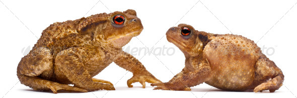 Two common toads or European toads, Bufo bufo, facing each other in front of white background - Stock Photo - Images
