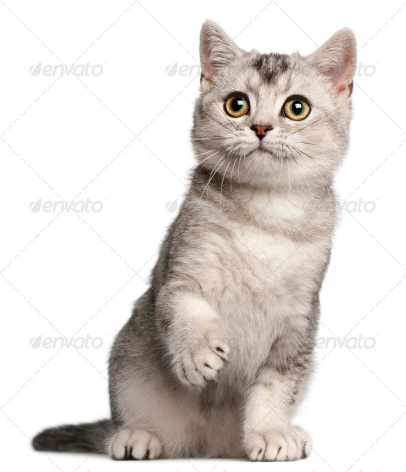 British Shorthair Kitten 4 Months Old Sitting In Front Of White