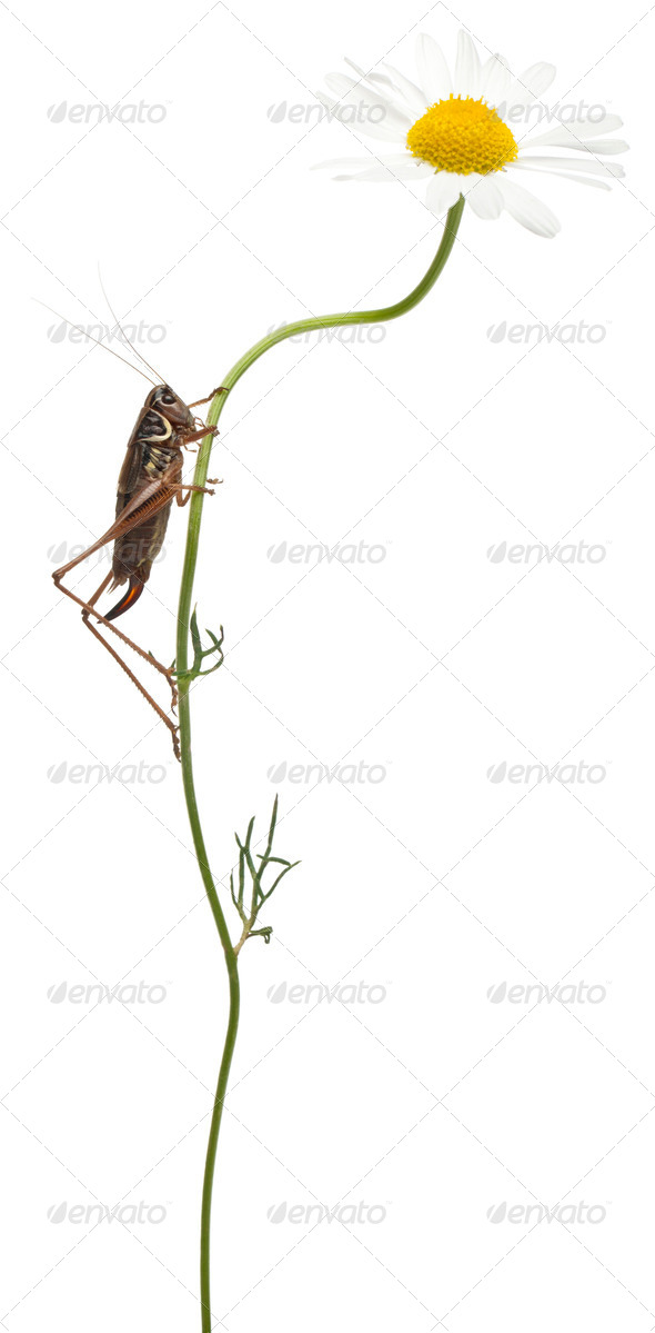 Female Shield-back Katydid, Platycleis tessellata, climbing flower in front of white background - Stock Photo - Images