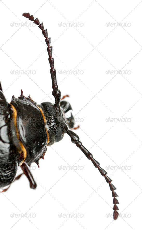 Tanner or sawyer, a species of longhorn beetle, Prionus coriarius, in front of white background - Stock Photo - Images