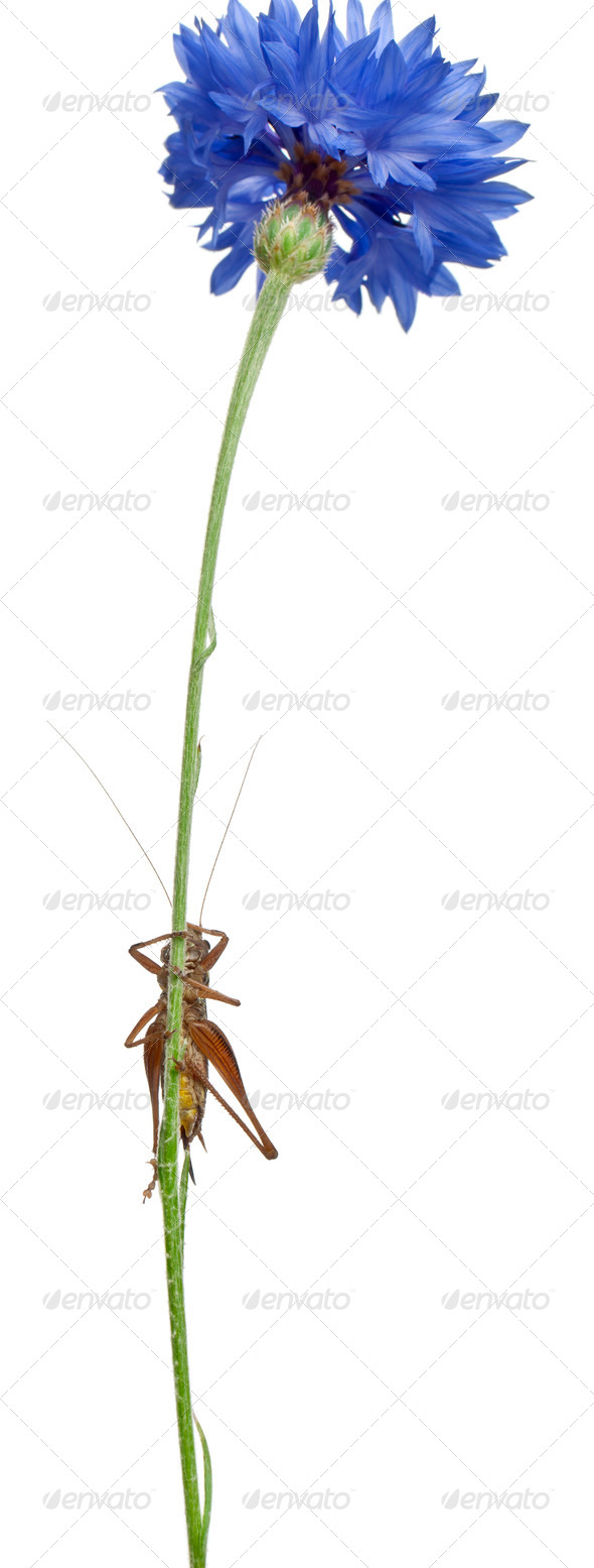 Female Shield-back Katydid, Platycleis tessellata, climbing flower in front of white background - Stock Photo - Images
