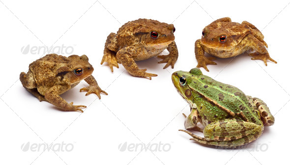Common European frog or Edible Frog, Rana kl. Esculenta - Stock Photo - Images