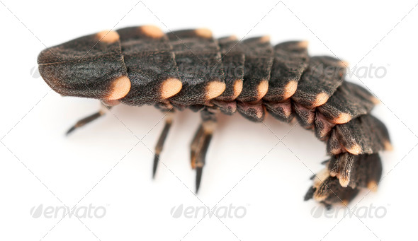 Common glow-worm of Europe, Lampyris noctiluca, in front of white background - Stock Photo - Images