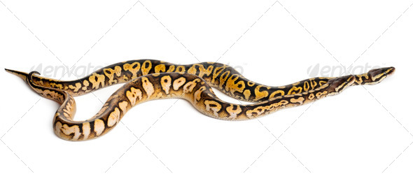 Male and female Pastel calico Royal Python, ball python, Python regius, in front of white background - Stock Photo - Images