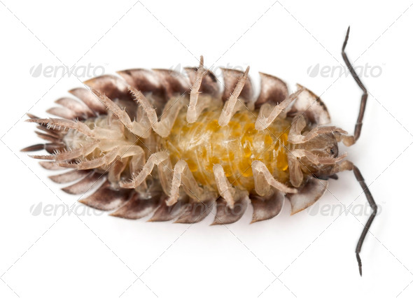 High angle view of upside down Common woodlouse, Oniscus asellus, in front of white background - Stock Photo - Images