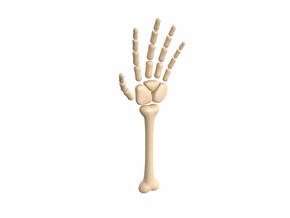 Arm Bone - 3Docean 25087037