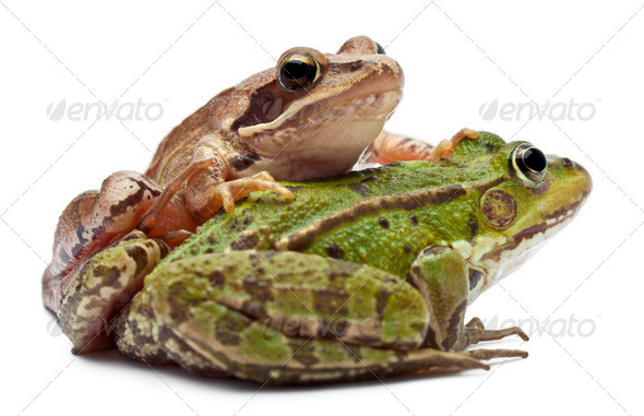 Rana Esculenta. Green ,European or Water, Frog on White Background