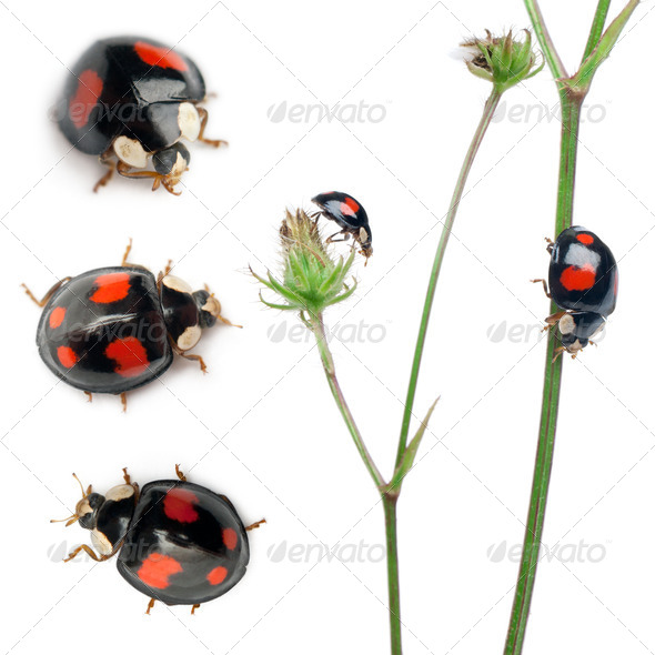 Asian Lady Beetles Or Japanese Ladybug Or The Harlequin Ladybird Harmonia Axyridis Stock Photo