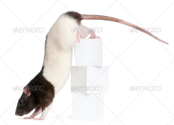 Fancy Rat, 1 year old, climbing off boxes in front of white background - Stock Photo - Images