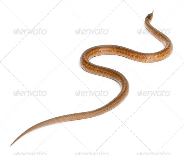 Smooth snake, Coronella austriaca, in front of white background - Stock Photo - Images