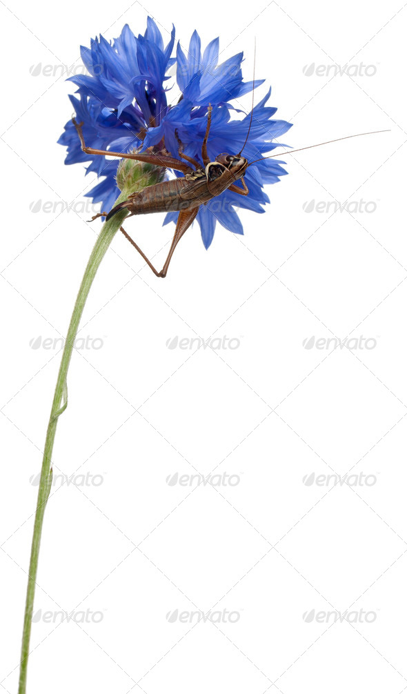 Female Shield-back Katydid, Platycleis tessellata, climbing flower in front of white background - Stock Photo - Images