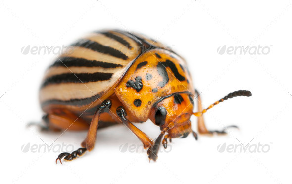 Colorado potato beetle, also known as the Colorado beetle, the ten-striped spearman - Stock Photo - Images