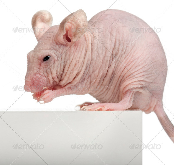 Hairless House mouse, Mus musculus, 3 months old, sitting on box in front of white background - Stock Photo - Images