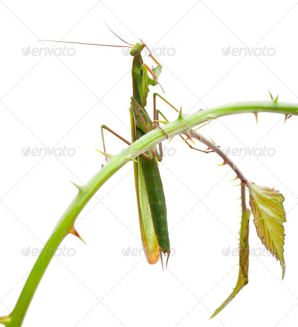 Female European Mantis or Praying Mantis, Mantis religiosa, on stem in front of white background - Stock Photo - Images