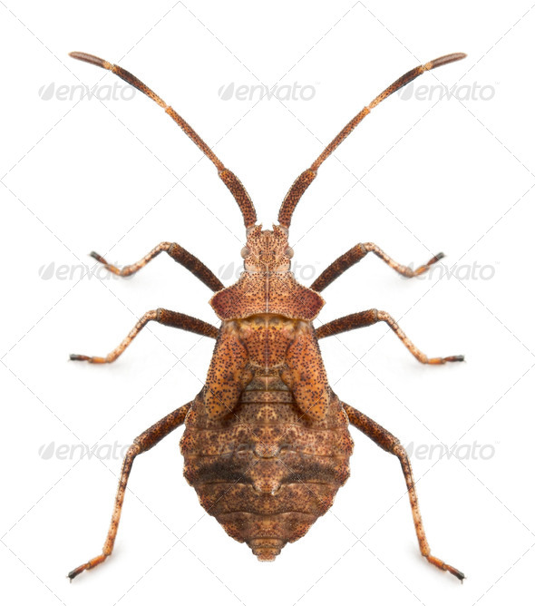 Dock bug, Coreus marginatus, species of squash bug, in front of white background