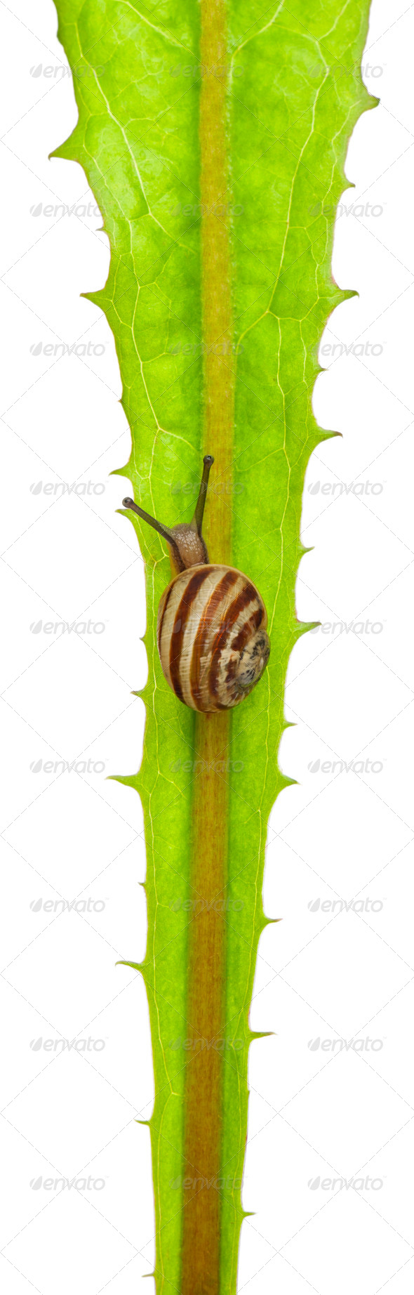 White Garden Snail or Mediterranean snail, Theba pisana, on leaf in front of white background - Stock Photo - Images