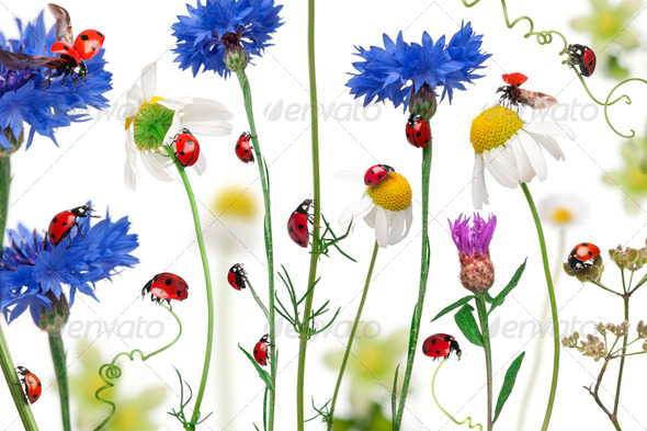 Seven-spot ladybird or seven-spot ladybugs on daisies, cornflowers and plants - Stock Photo - Images