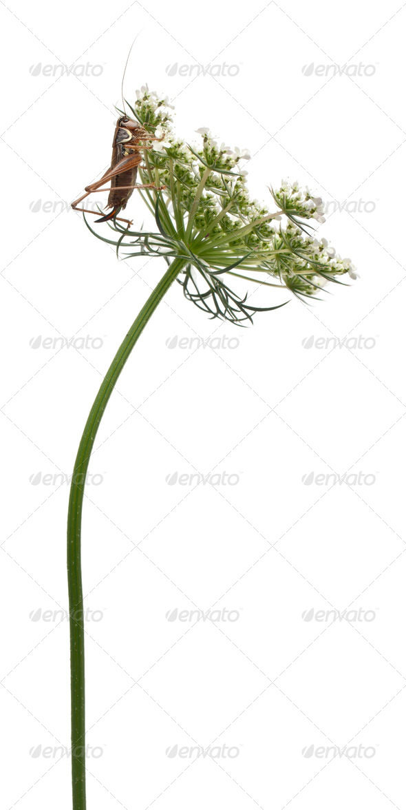 Female Shield-back Katydid, Platycleis tessellata, climbing flower in front of white background - Stock Photo - Images