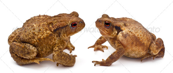 Two common toads or European toads, Bufo bufo, facing each other in front of white background - Stock Photo - Images