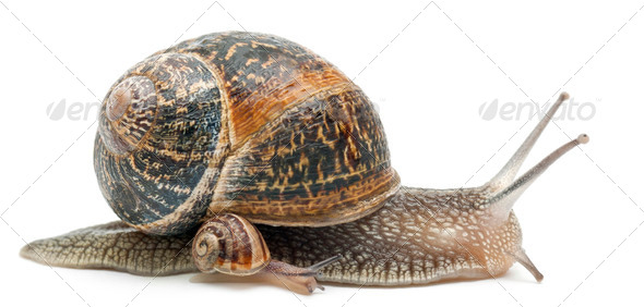 Garden snail with its baby in front of white background - Stock Photo - Images