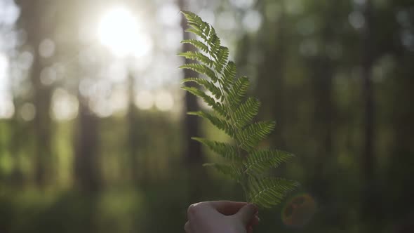 A Woman's Hand Holds a Fern and Twists It in Different Directions