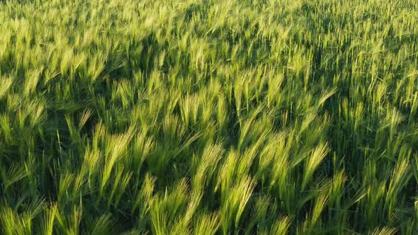 Aerial Shot of Young Cereal Field at Spring Season alt